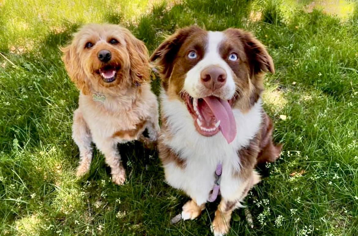 Southern Oregon Pet Services