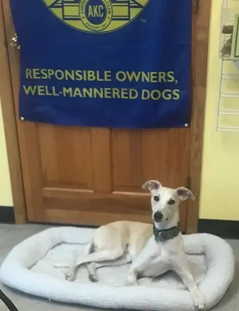 WonderDogs Canine Training & Activity Center