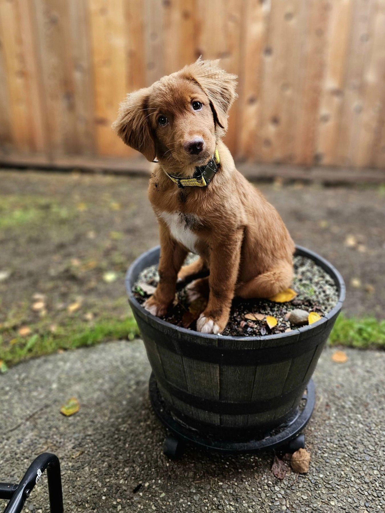 Ready, Pup, Go!