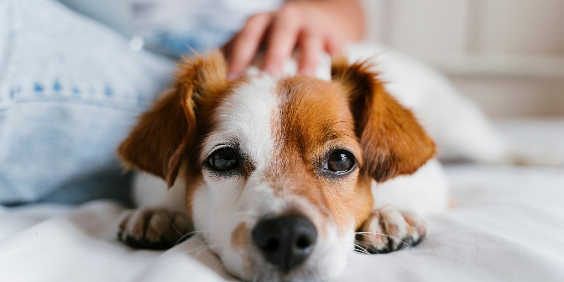 Canine Soul Connection