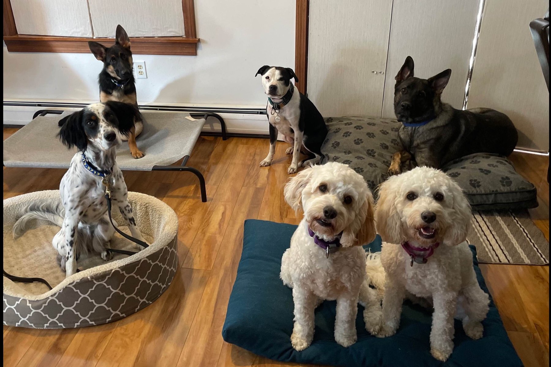 CMAC Dog Training, LLC