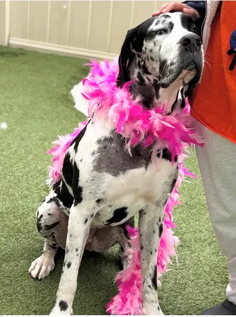 The Common Dog