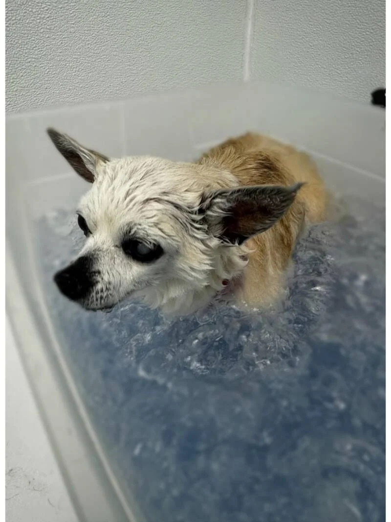 Pet Utopia,