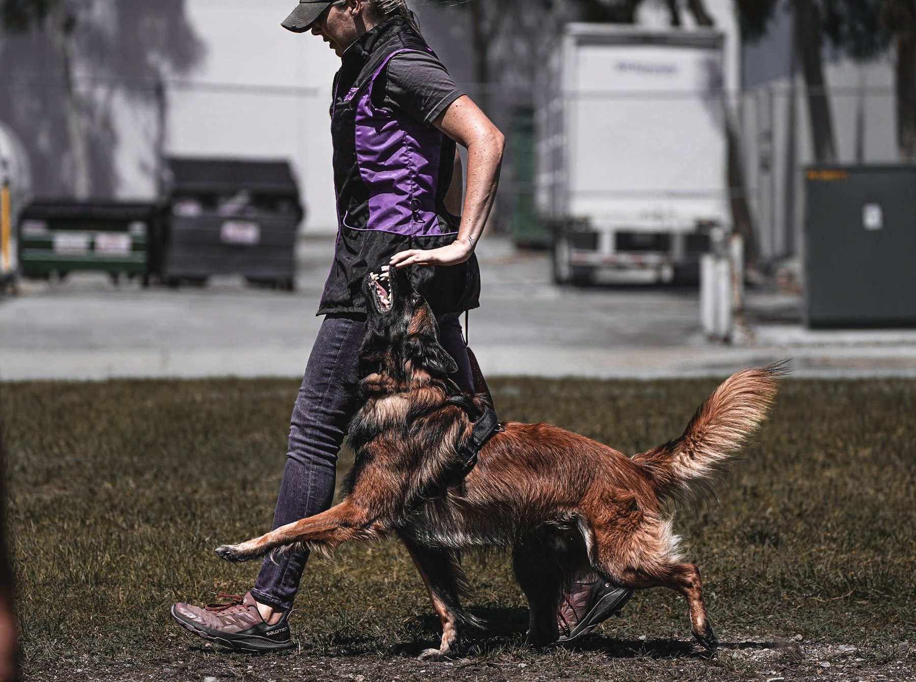 Cognitive Dogs