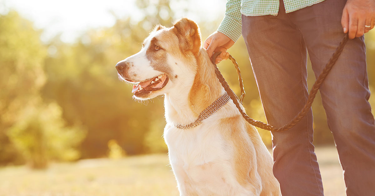 Sit Means Sit Dog Training Frisco — dog trainer in Frisco, TX