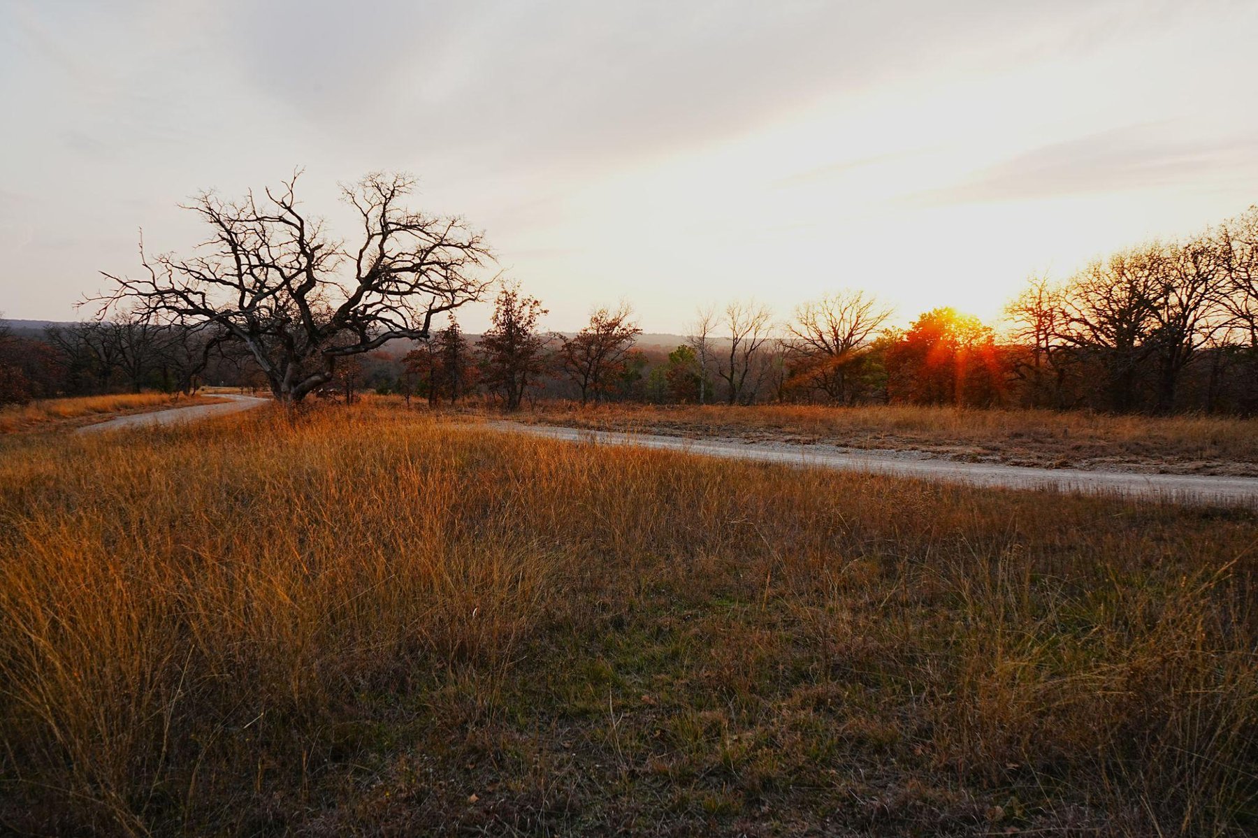 Texas Dog Ranch