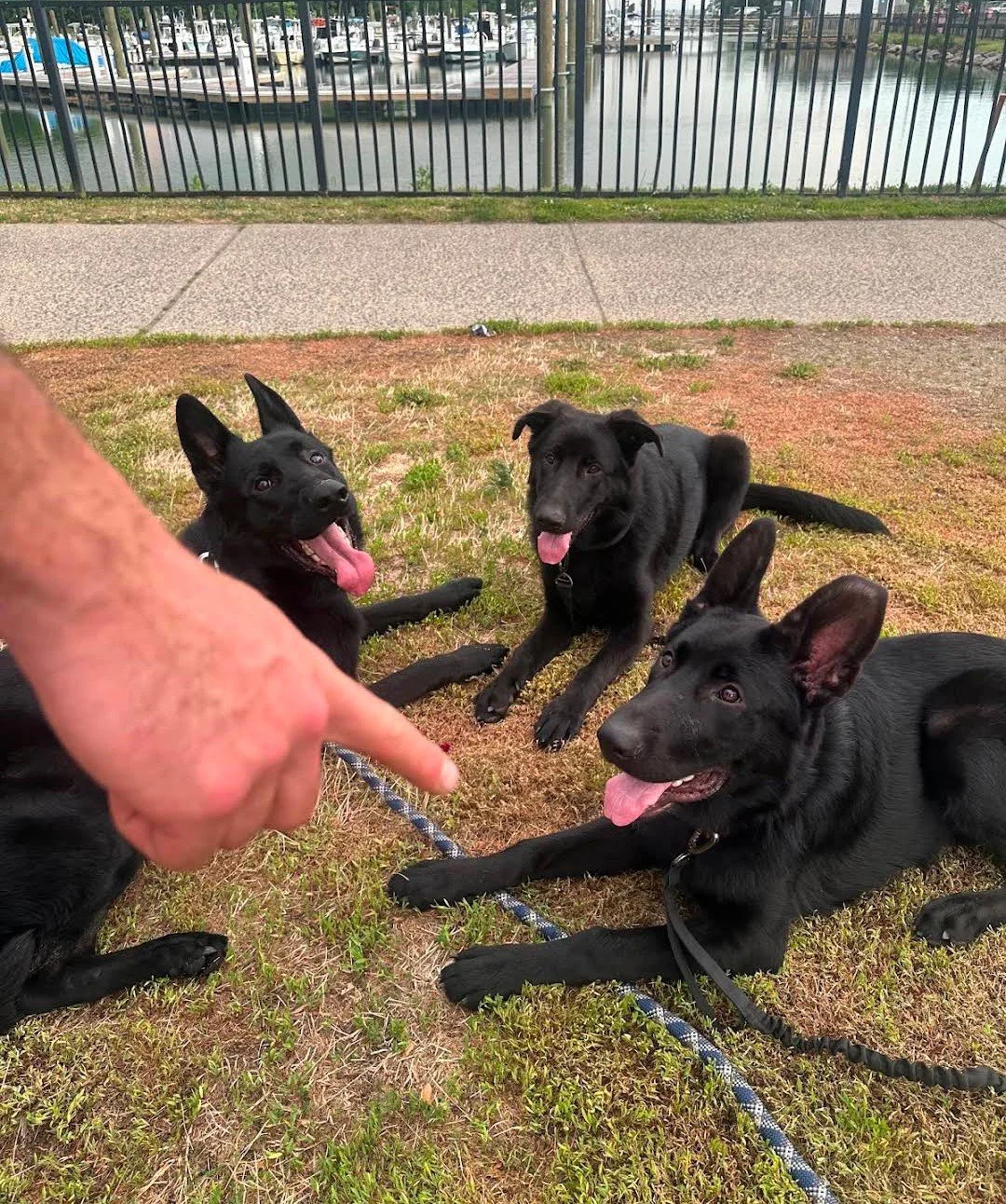 K9 Strategies