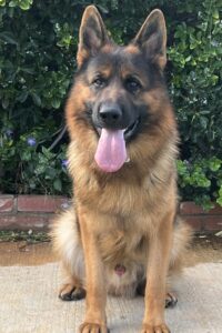 Kempkes Executive K9 Wüstenberger-Land