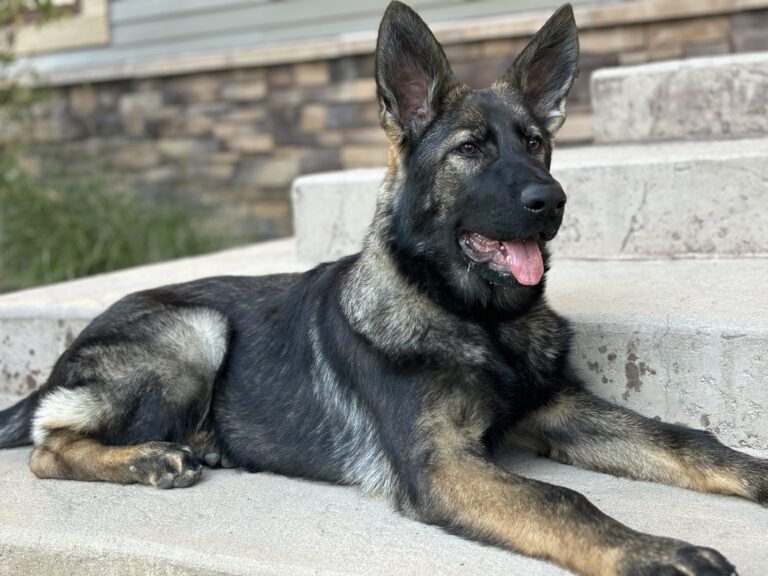 Valor Protection Dogs