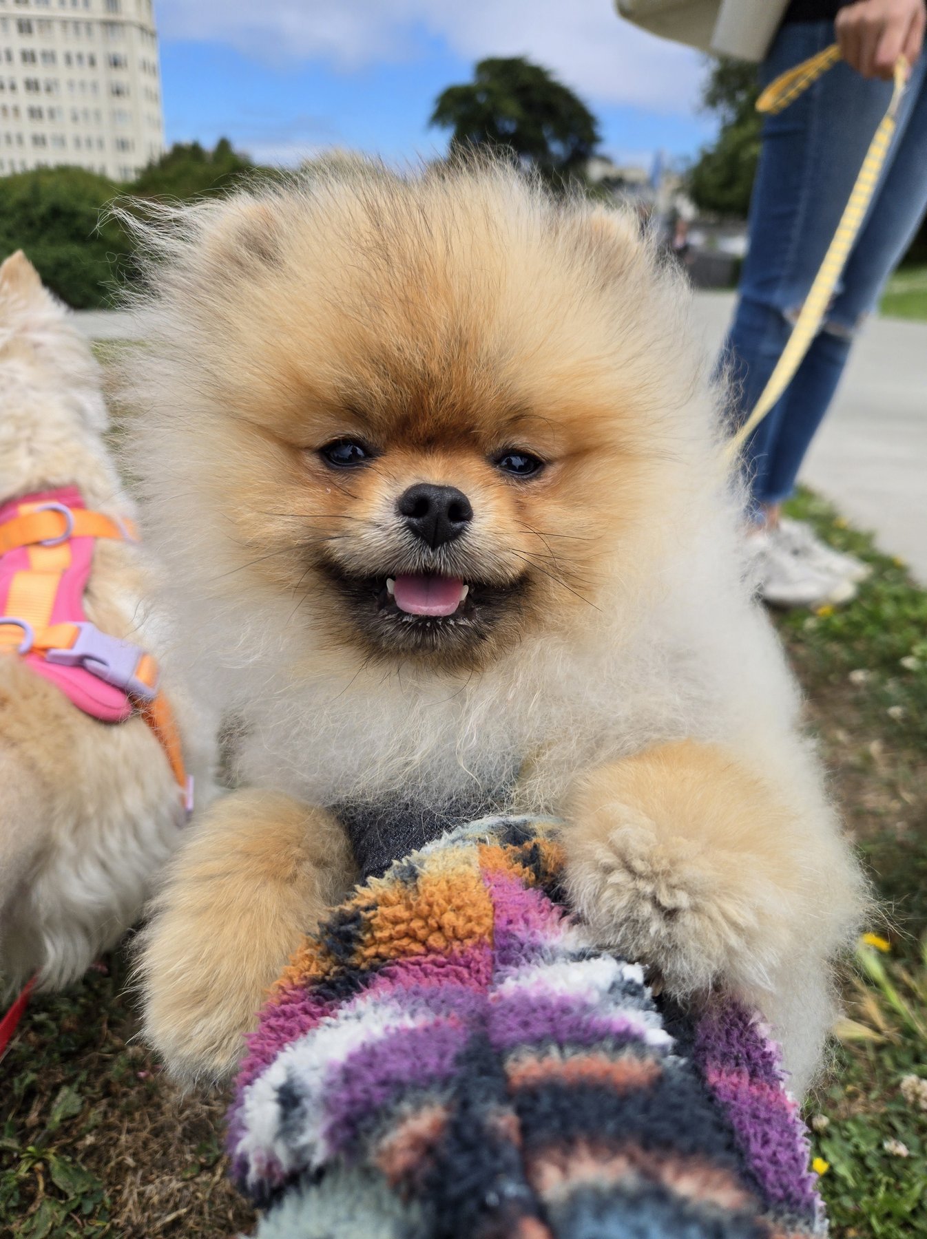 Art & Science Dog Training — dog trainer in San Francisco, CA