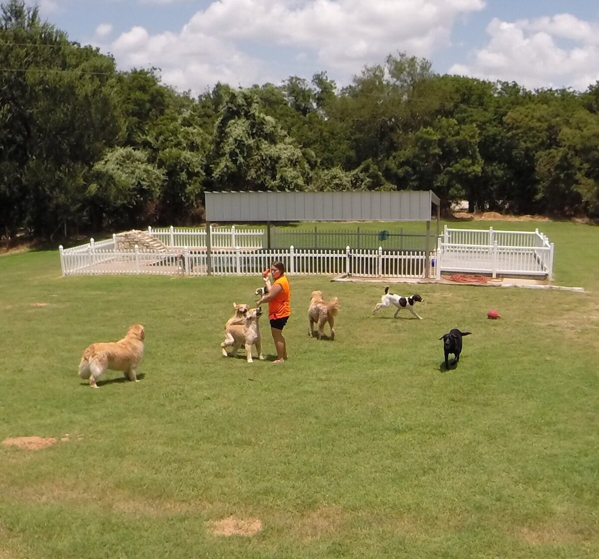 Canine Fitness Camp