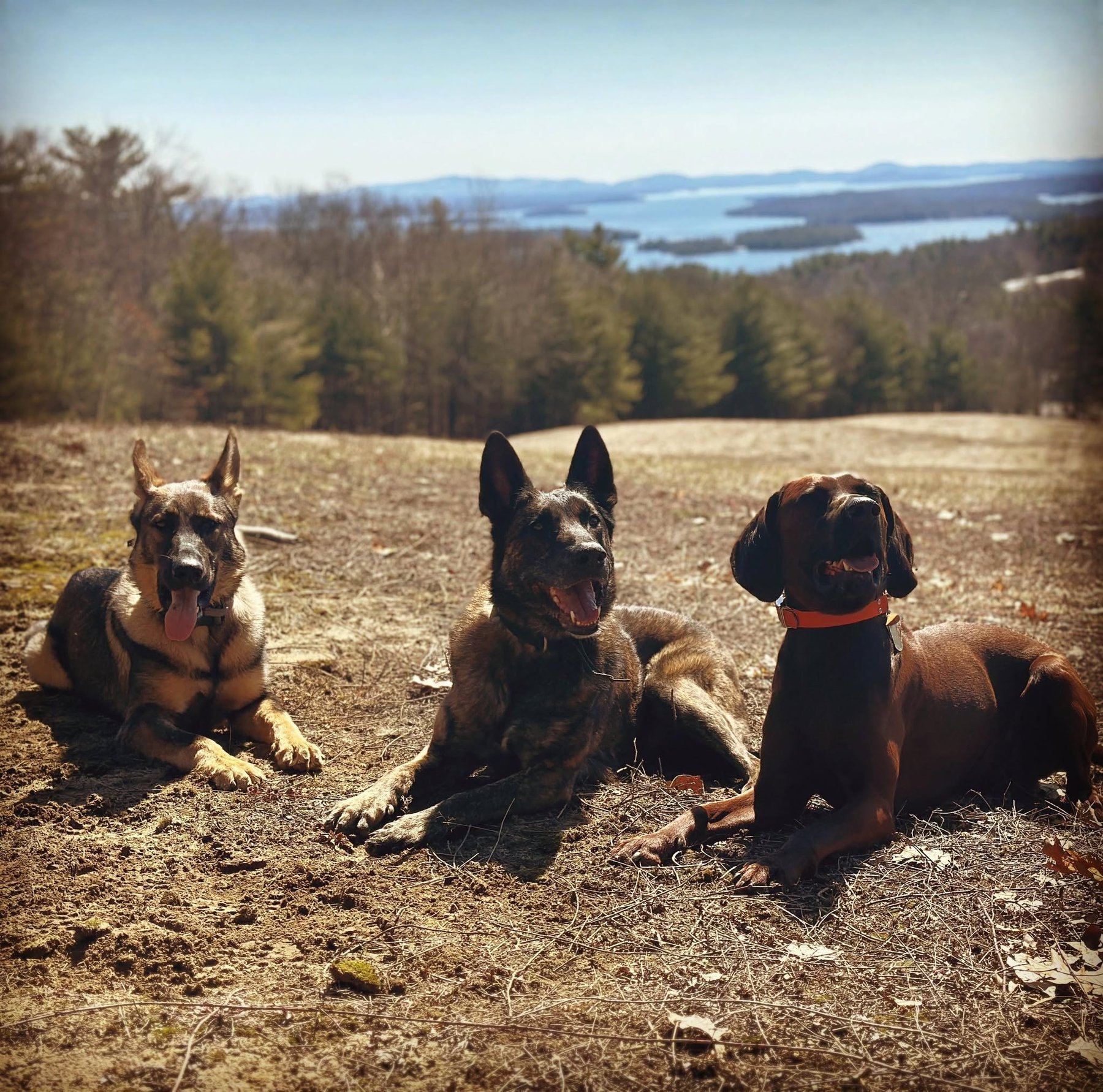 Valhalla K9 Services