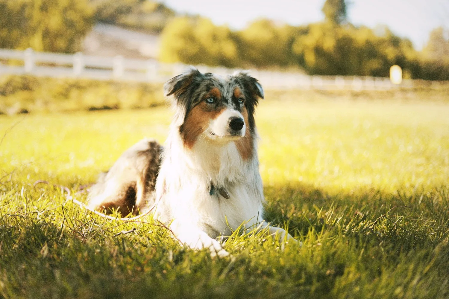 Dogology SoCal Inc.