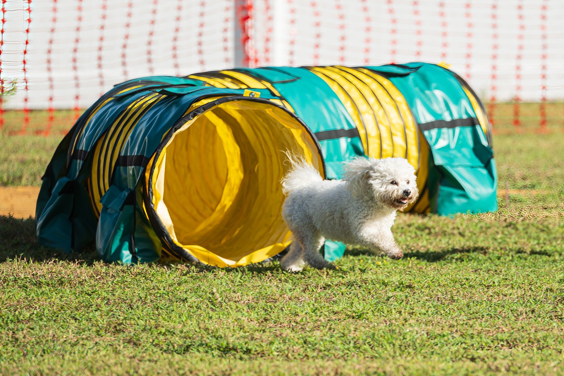 Awesome Critters — dog trainer in Brandon, FL