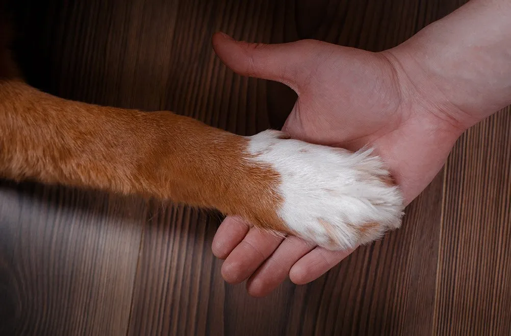 Top Dogs Naples — dog trainer in Naples, FL