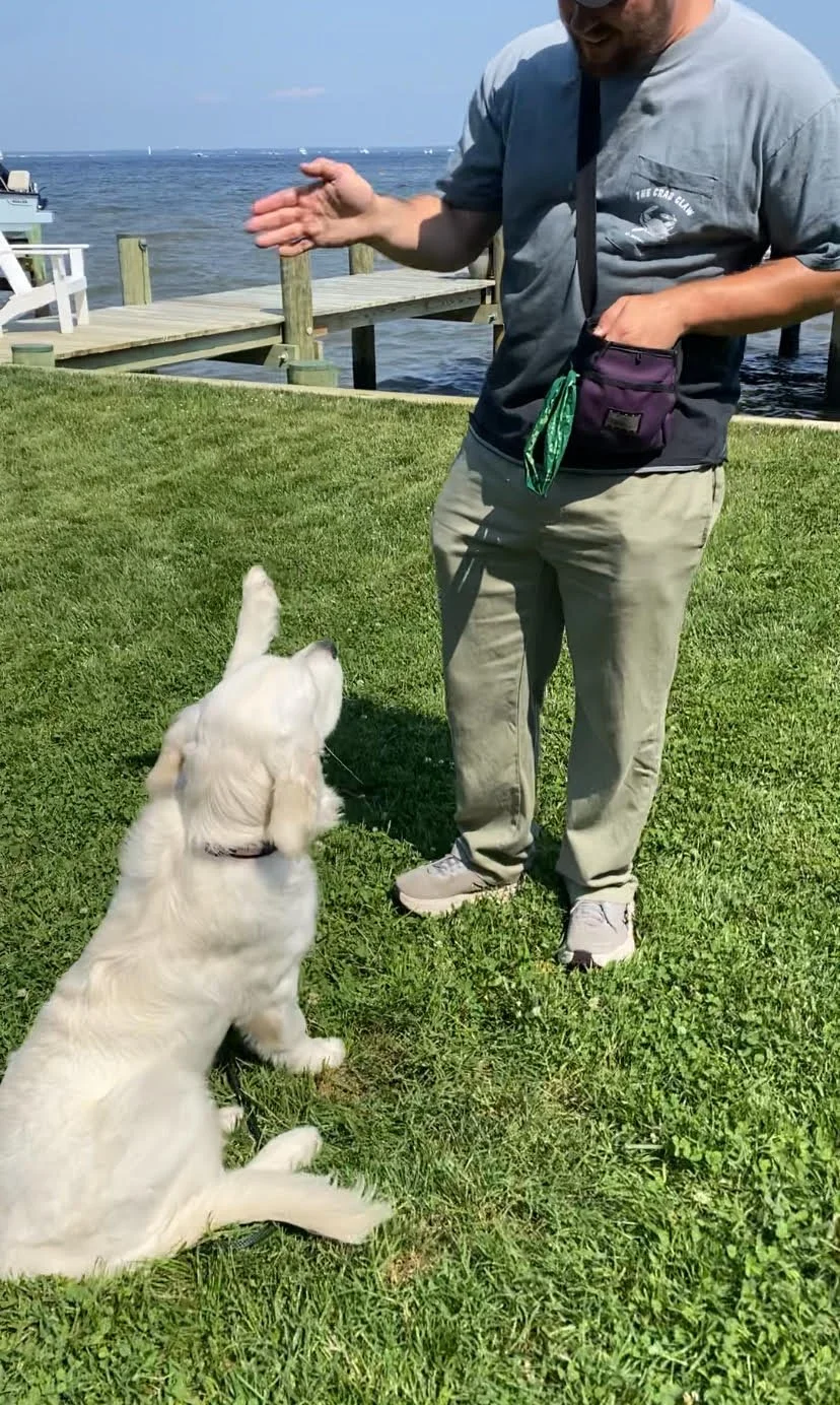 Bliss Dog Services