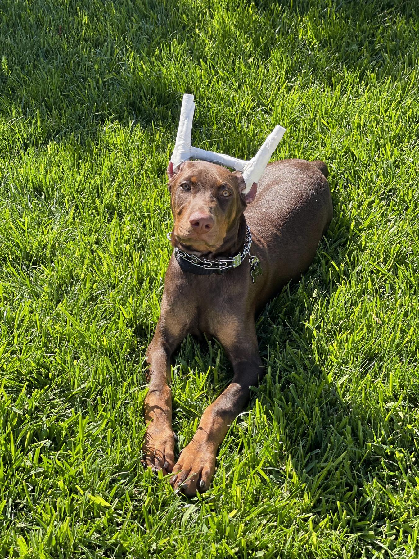 Alpha Mentality Dog Training & Ear Posting