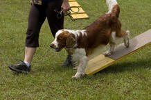 Dog World Sarasota