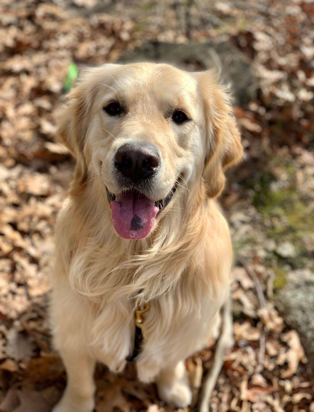 Dog Hikes Cat Care