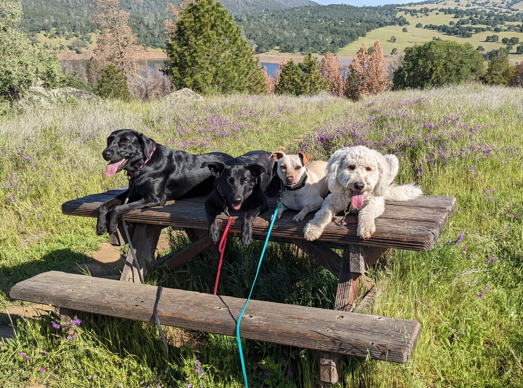 3D Dog Training Sac