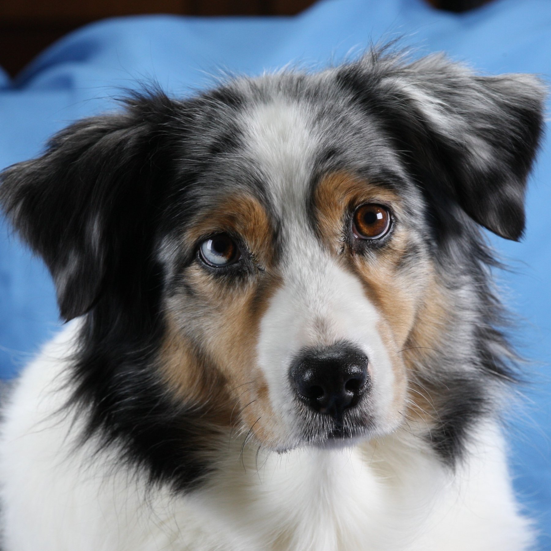 Canine Connection