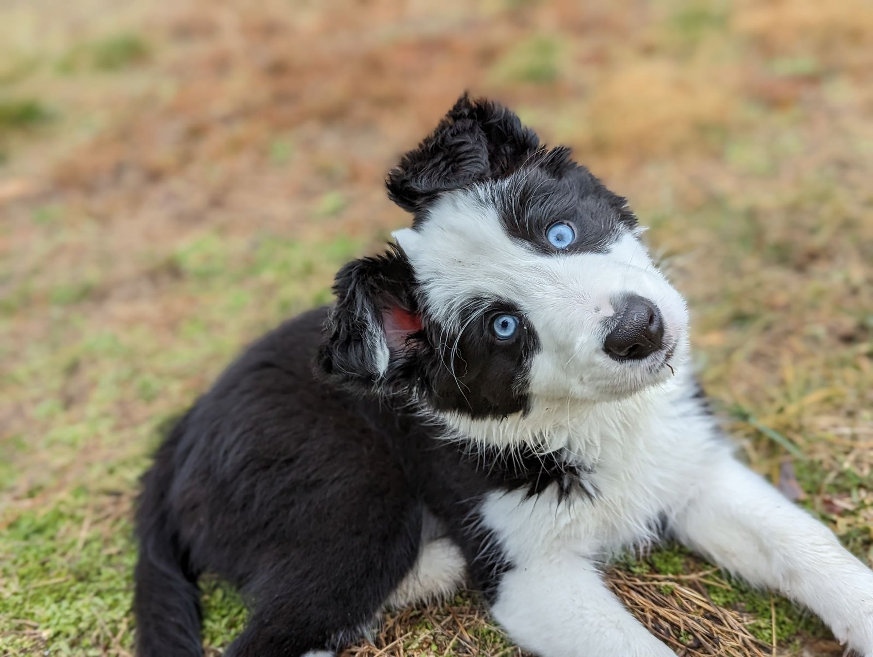 Your Pup’s Tutor