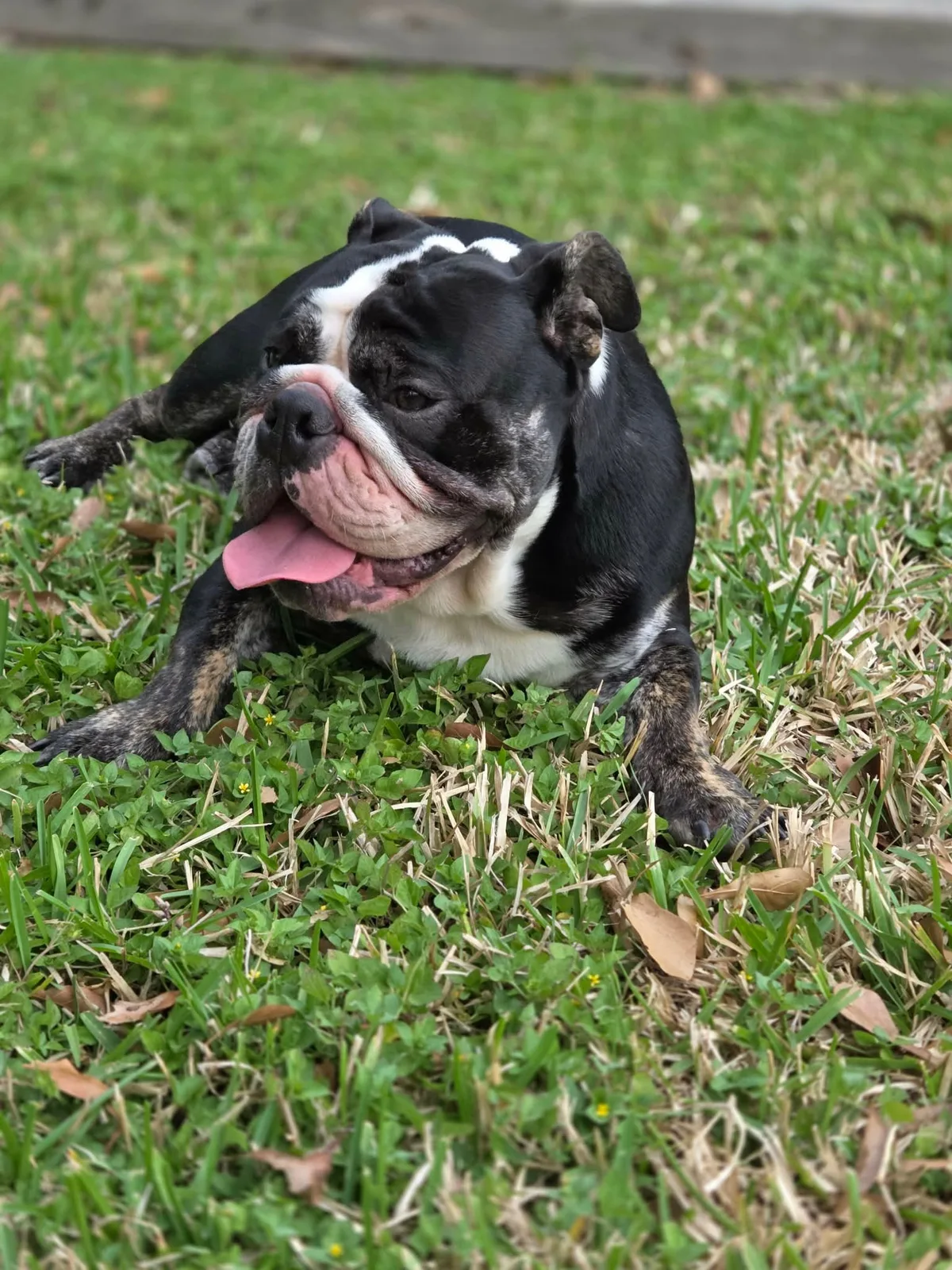 2 C Dog Training