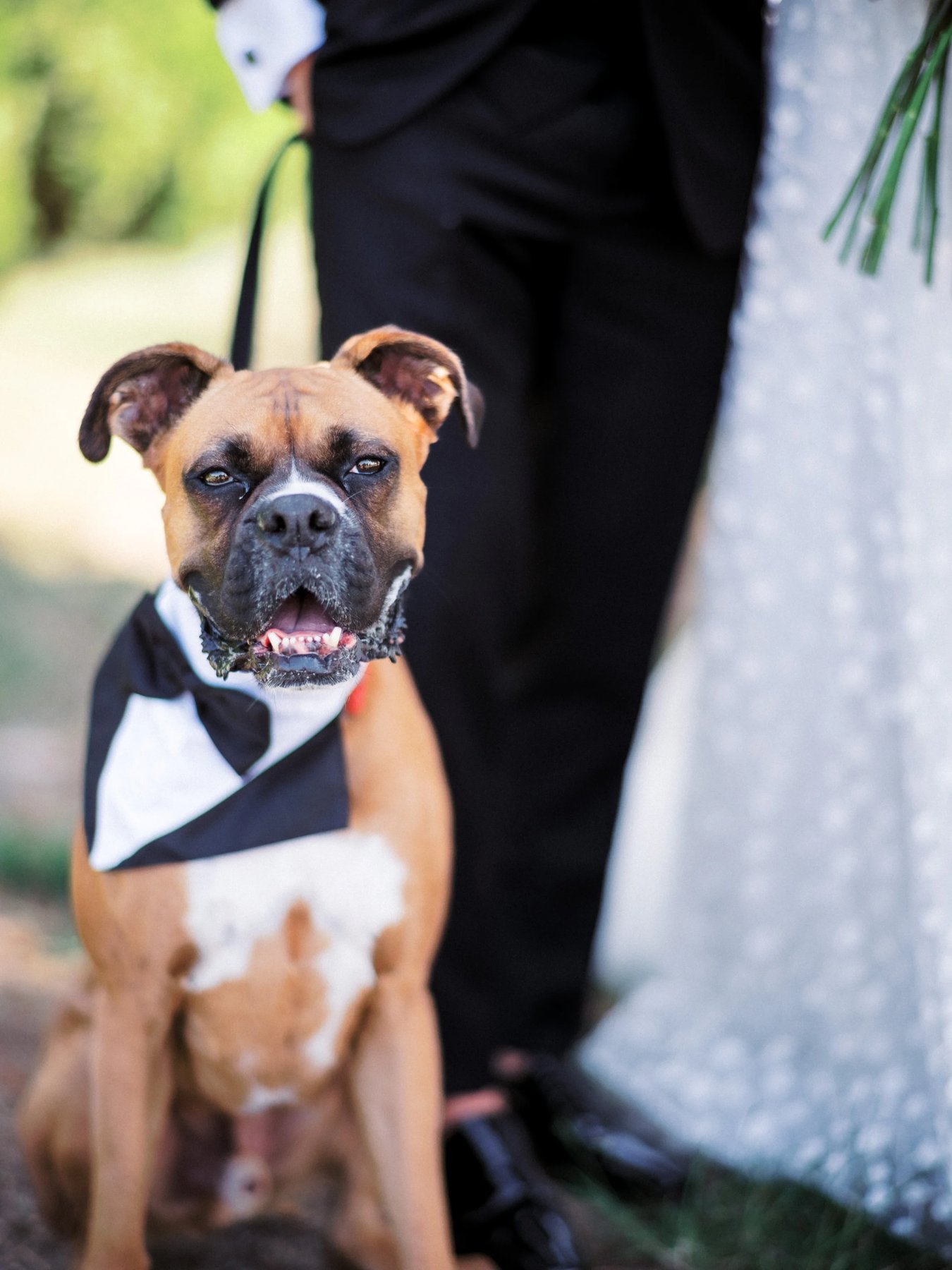 One Companion Dog Training — dog trainer in Nassau County, NY