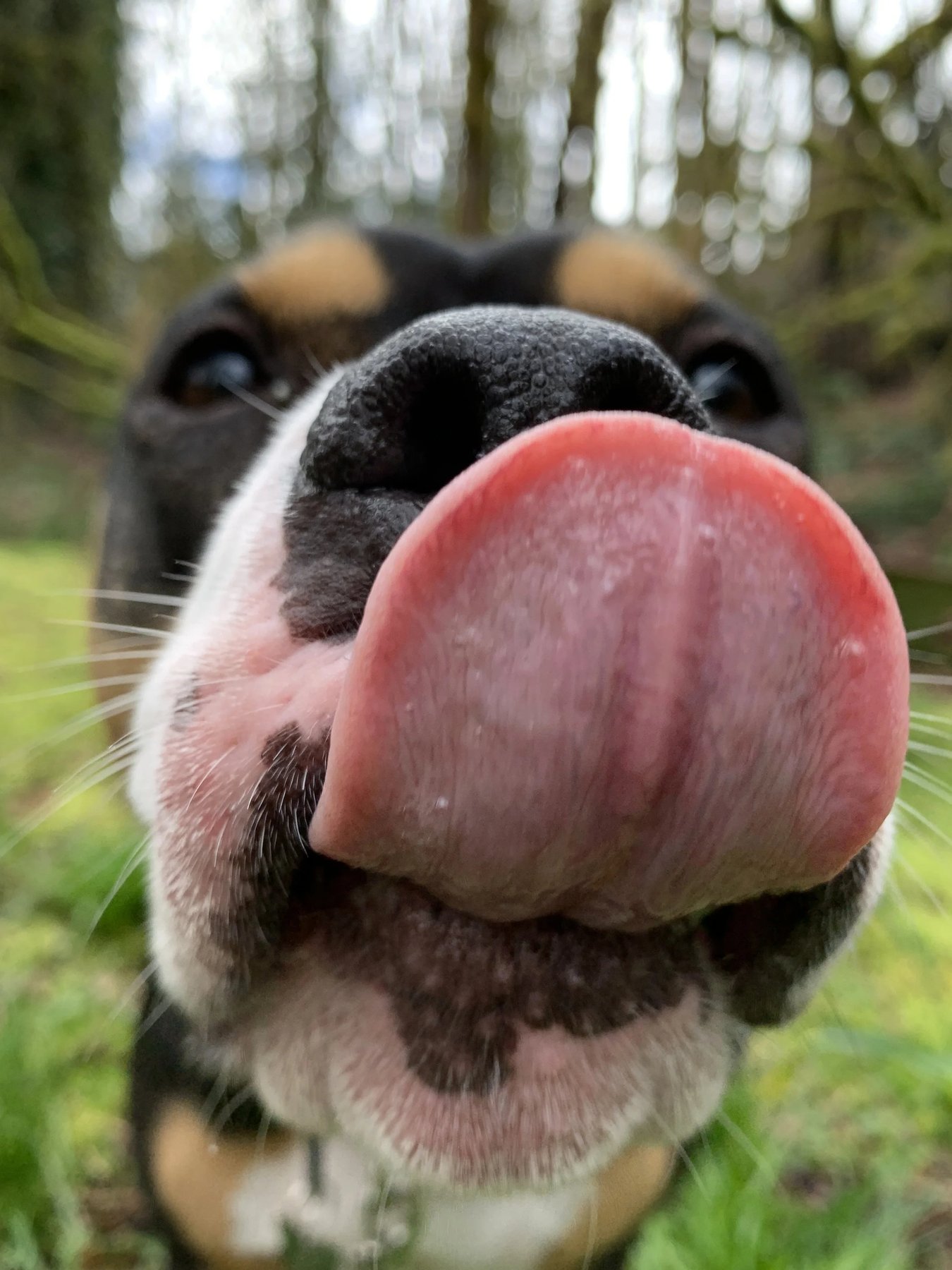 The Grounded Dog — dog trainer in Tacoma, WA
