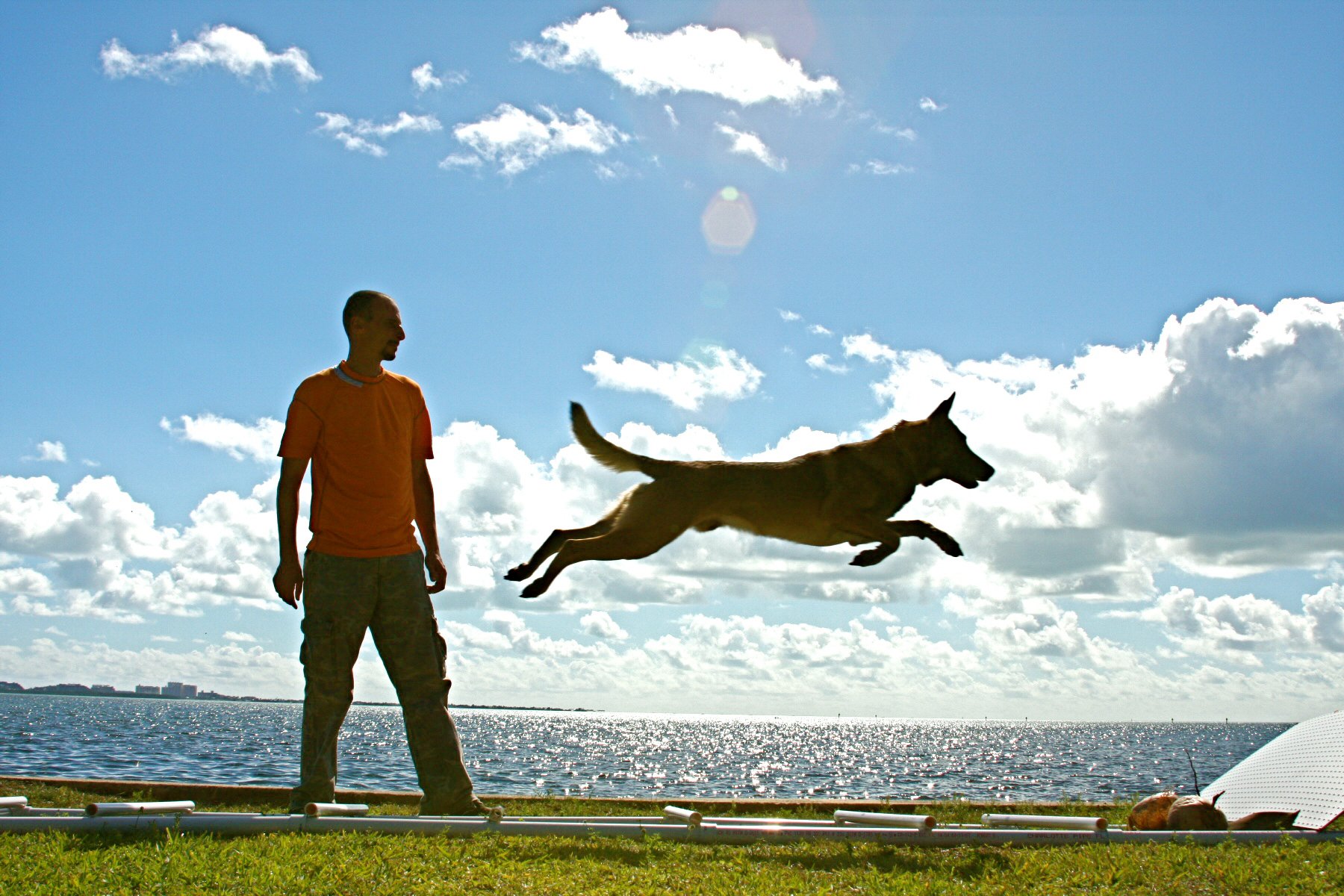 Dog Connection