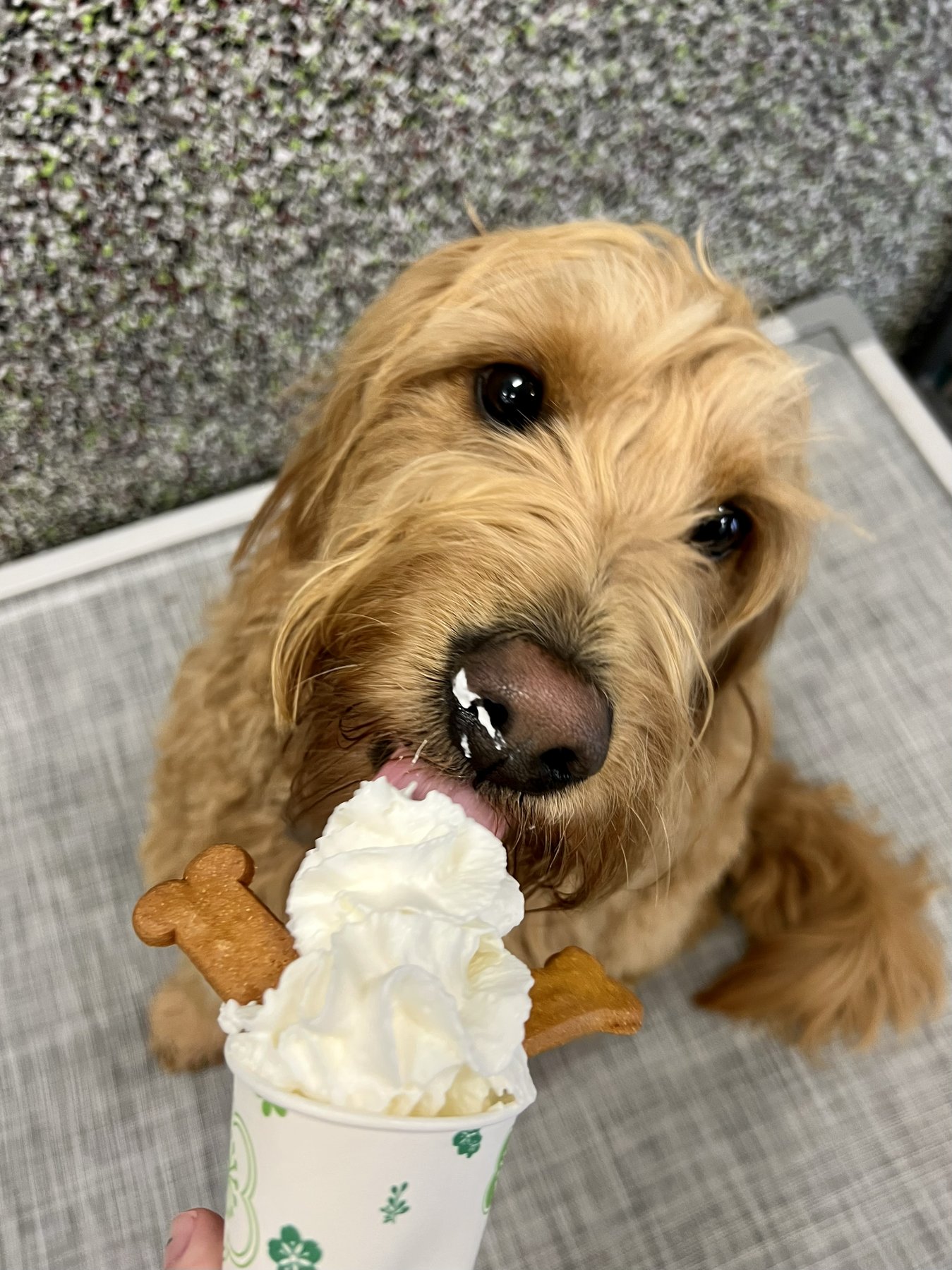 A Dog’s Best Friend Doggy Day Care- West
