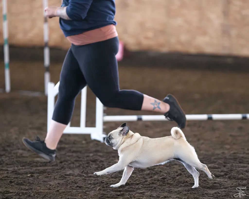 KP Dog Training