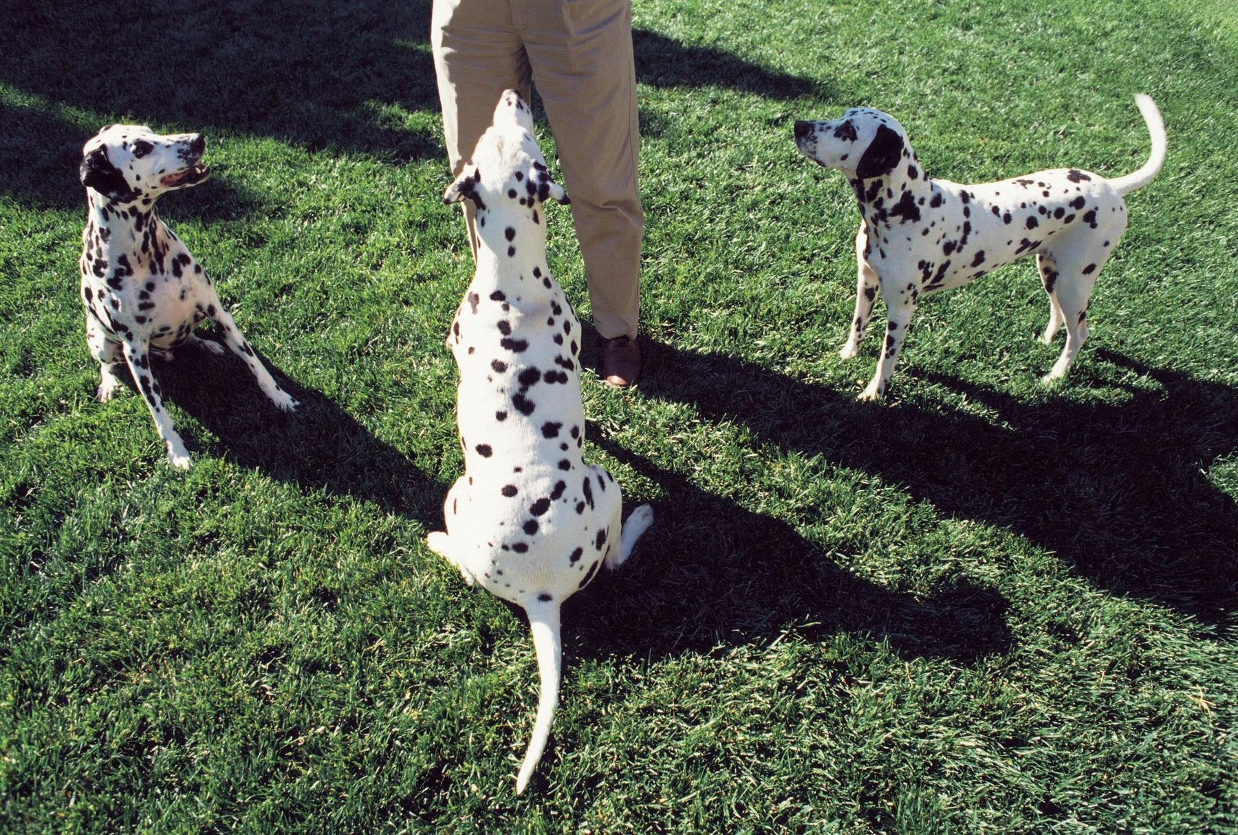 American Alpha K9 Training — dog trainer in Brockton, MA