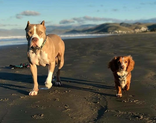 Wag Works Dog Behavior & Training