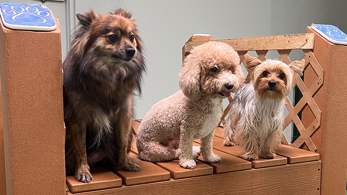 Zen Canine Club