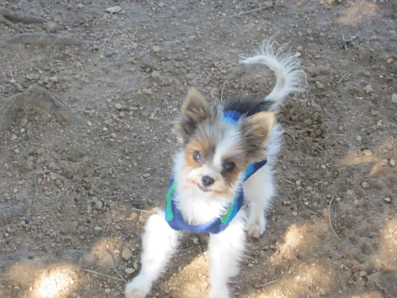 Shelmar Kennels