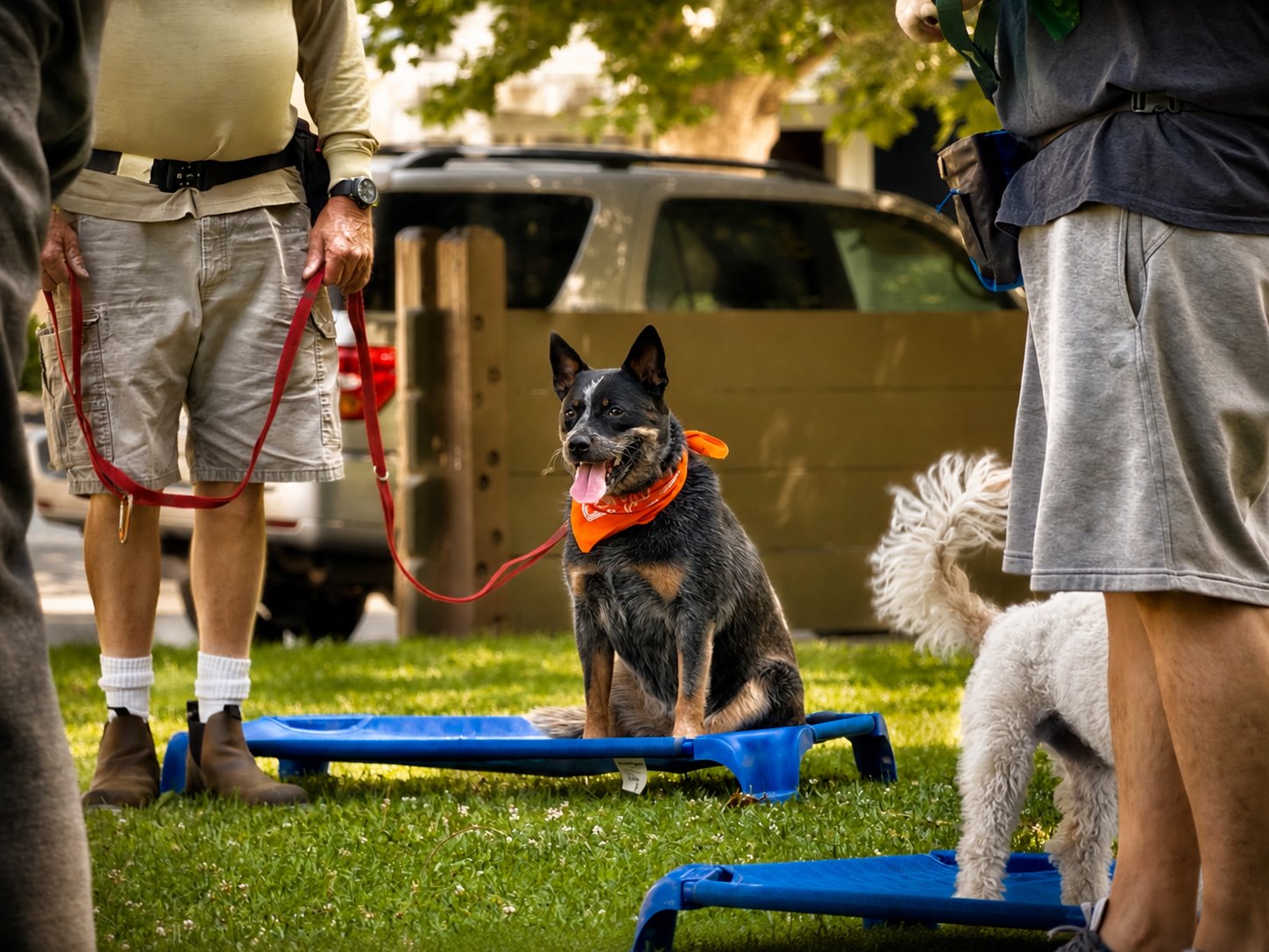 Stable Dog Training