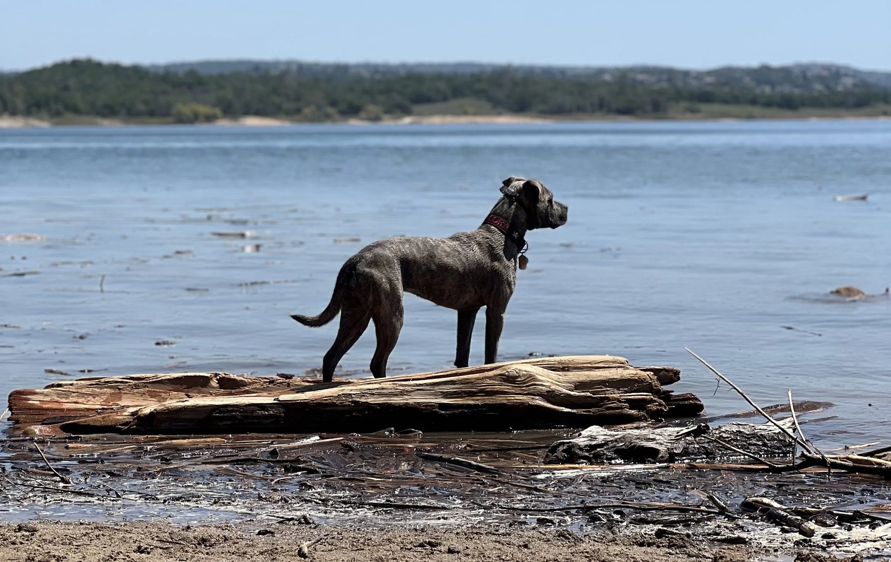 JS Dog Training and Boarding