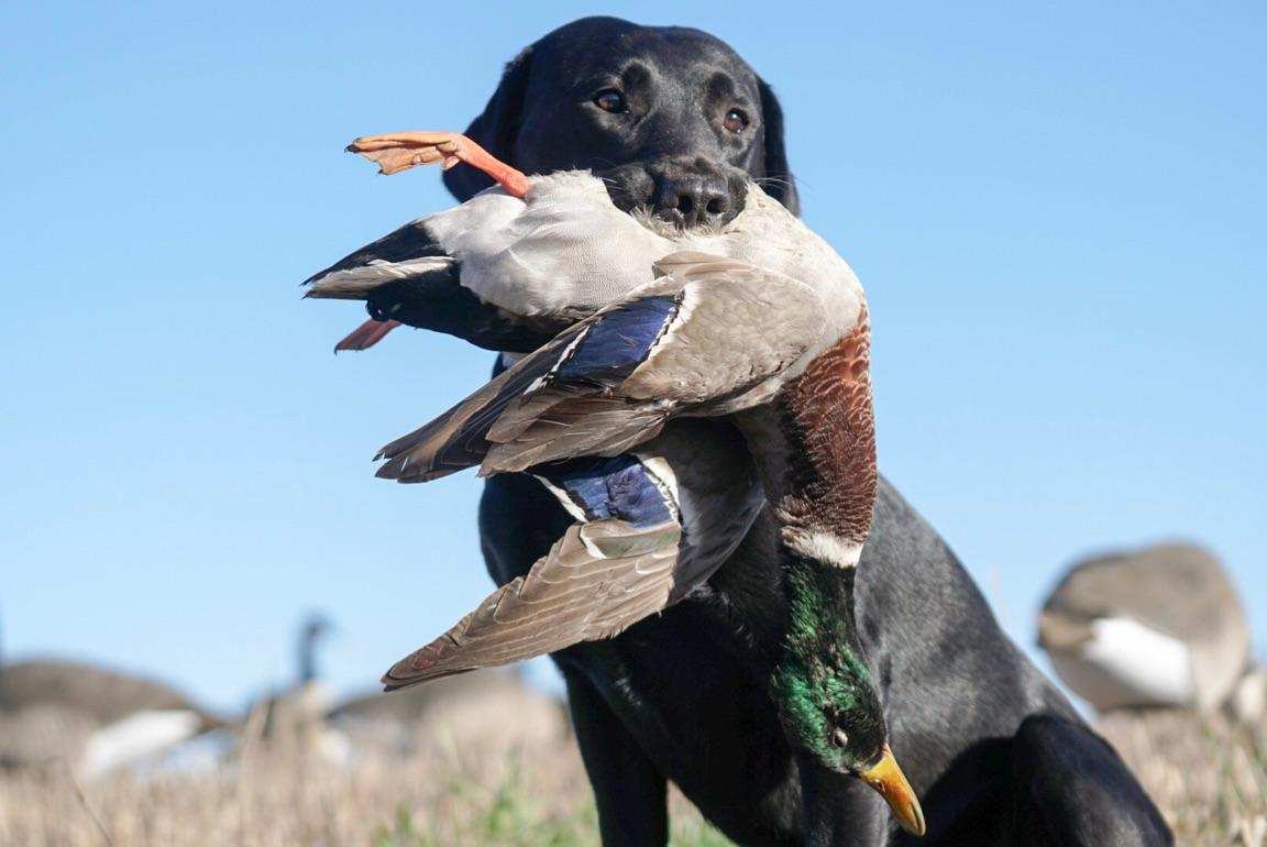 Coteau Prairie Kennels