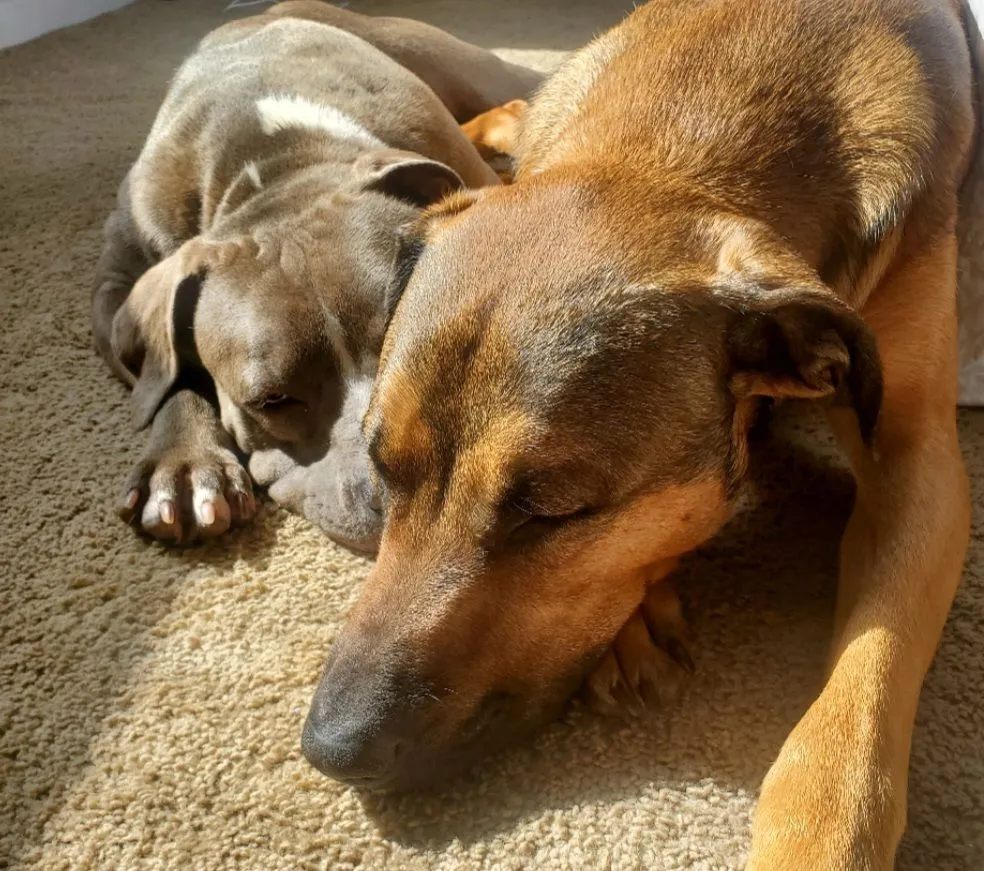 K9 Solutions LLC — dog trainer in Worcester, MA