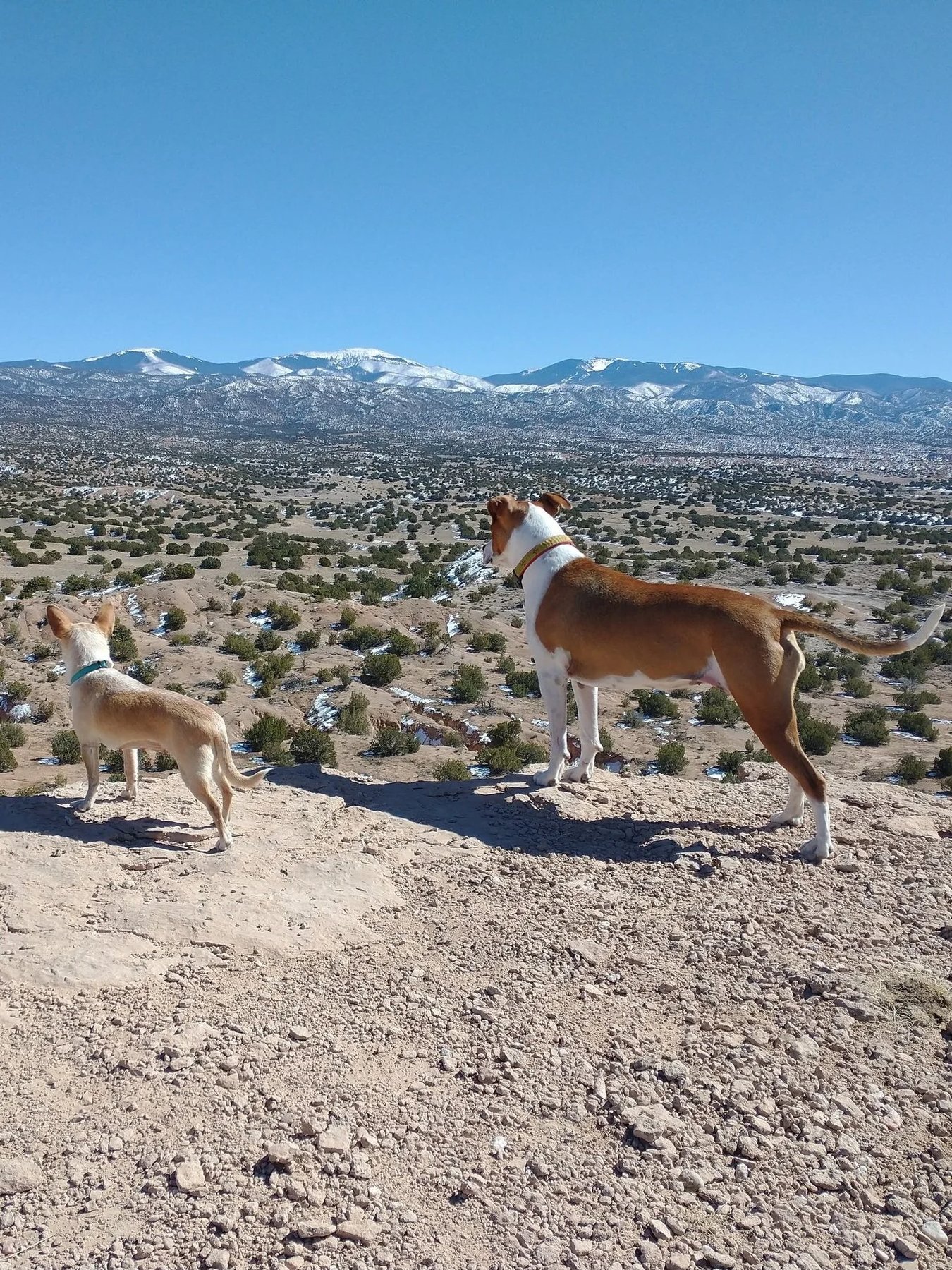 Cumbre Canine Training & Behavior — dog trainer in Santa Fe, NM