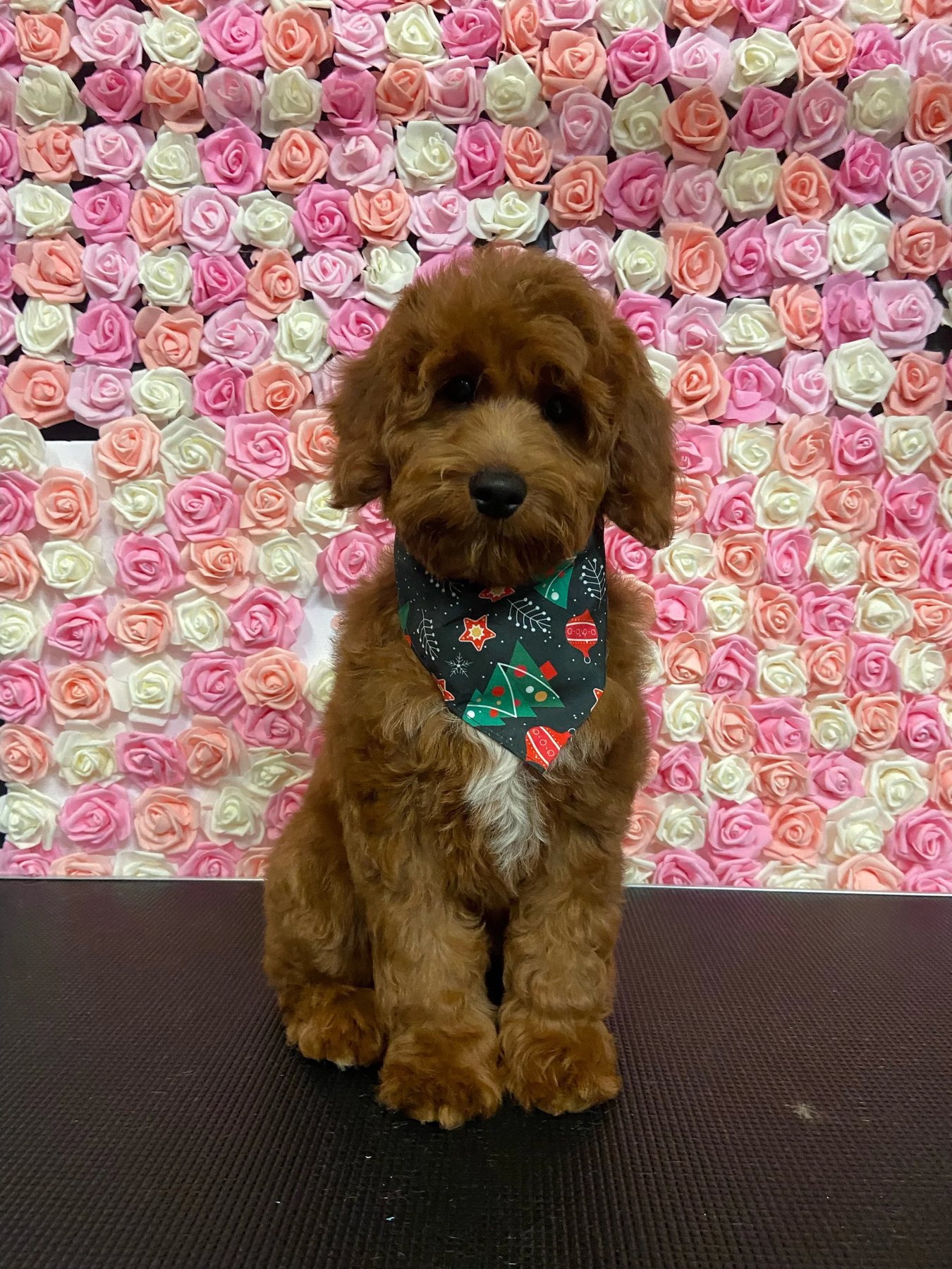 Doggy Cat Boutique Pet Spa & Training