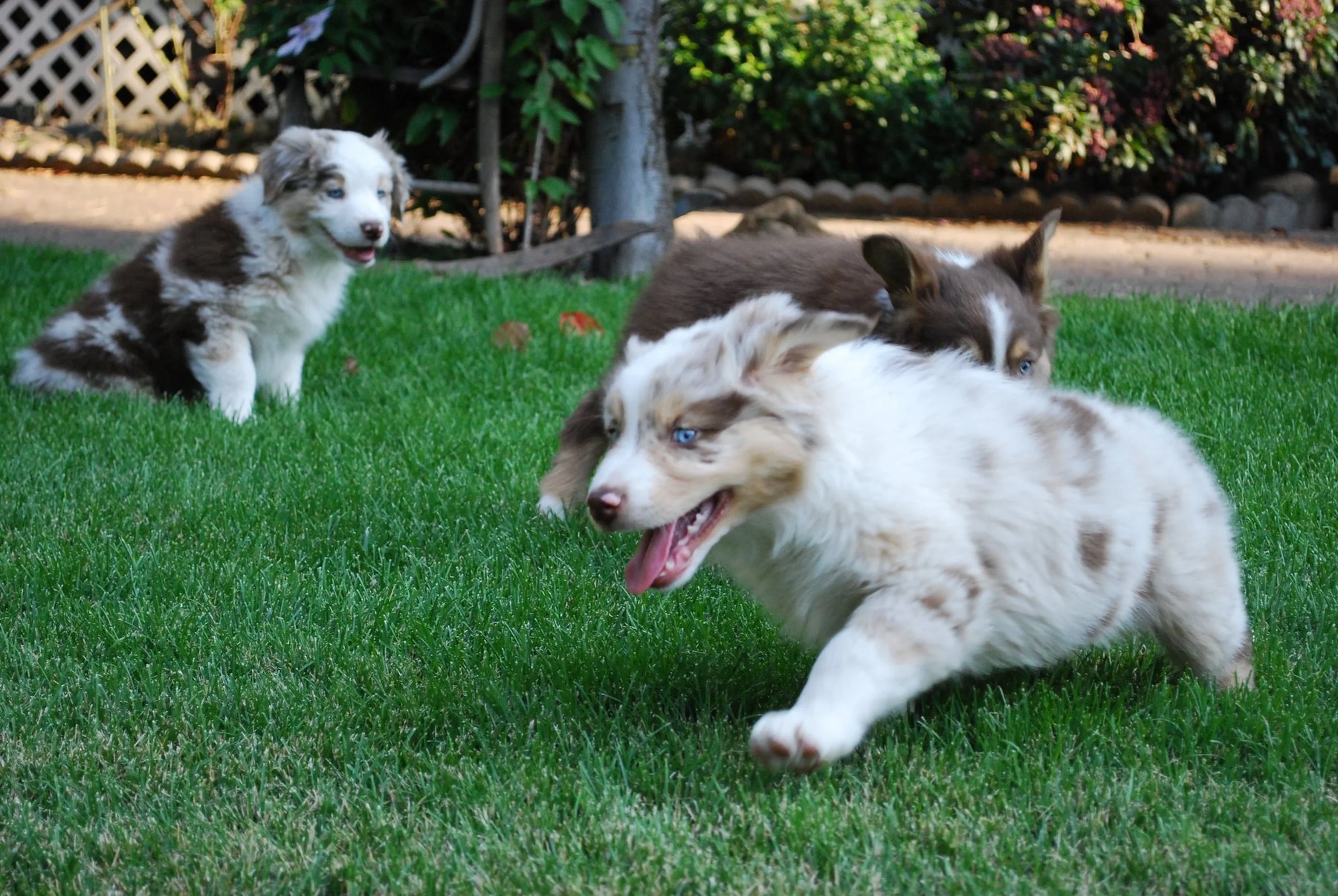 Dog Barn Training