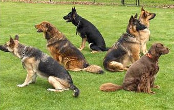 Canyon Crest K-9 Training Center