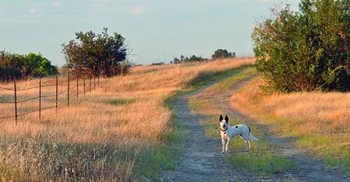 Smart Dog Pet Training — dog trainer in Salem, OR