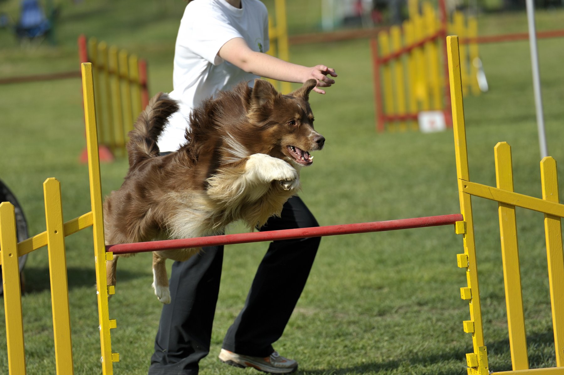 Golden Pup Academy | Dog Training