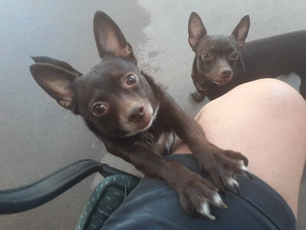 The Family Dog Training Svcs