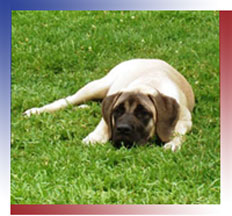 All Star Dog Training