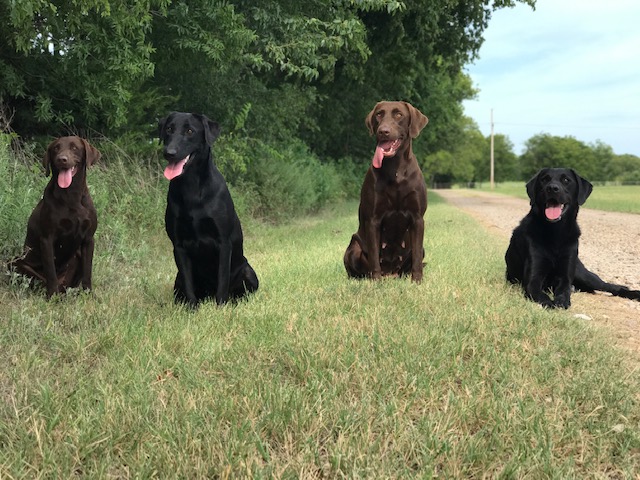 Hope Retrievers