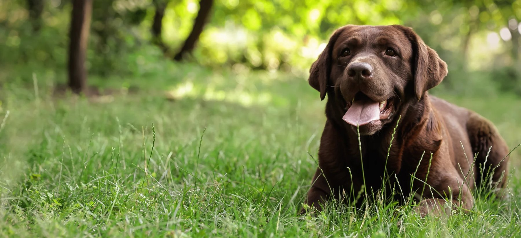 Paws ‘n’ Rec – Grace